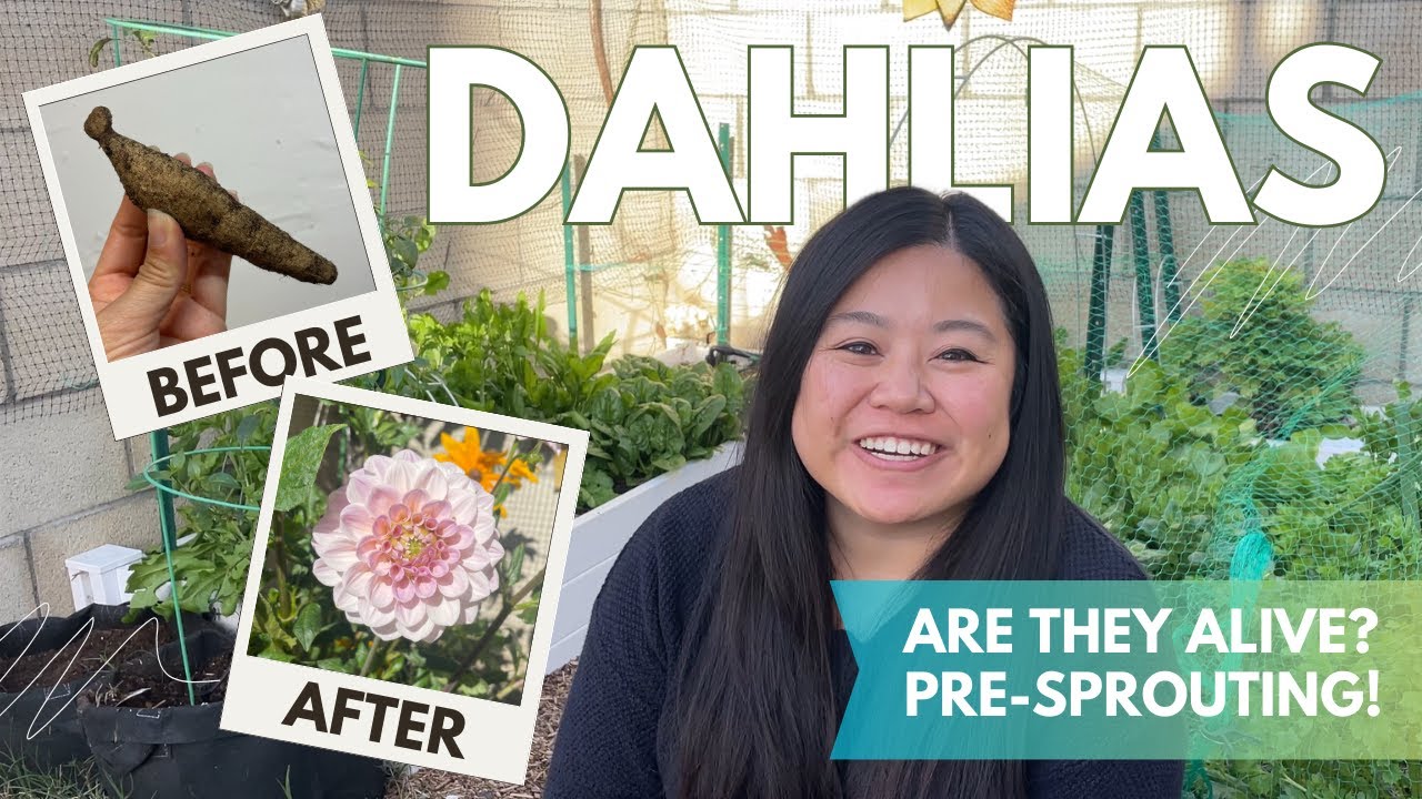 Pre-Sprouting Dahlias 🥔 💐 Did I successfully store them? |  Flower Patch Blooms