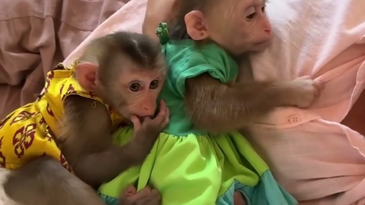 Funny Monkey Videos Ep94#lovely #cute #adorable #newborn #animals  #obedient #monkey#cat #duet