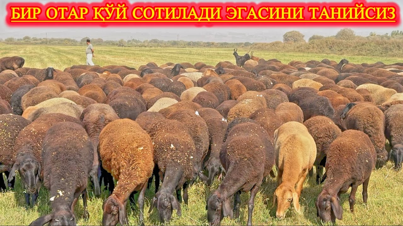 СУРХОНДАРЁДА: ХИСОРИ ҚЎЙЛАР БАЗАСИ, ТАНЛАБ ОЛИНГ ҒАМЛАБ ОЛИНГ.