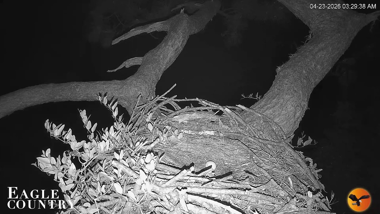 Eagle Country Nest Cam 2025