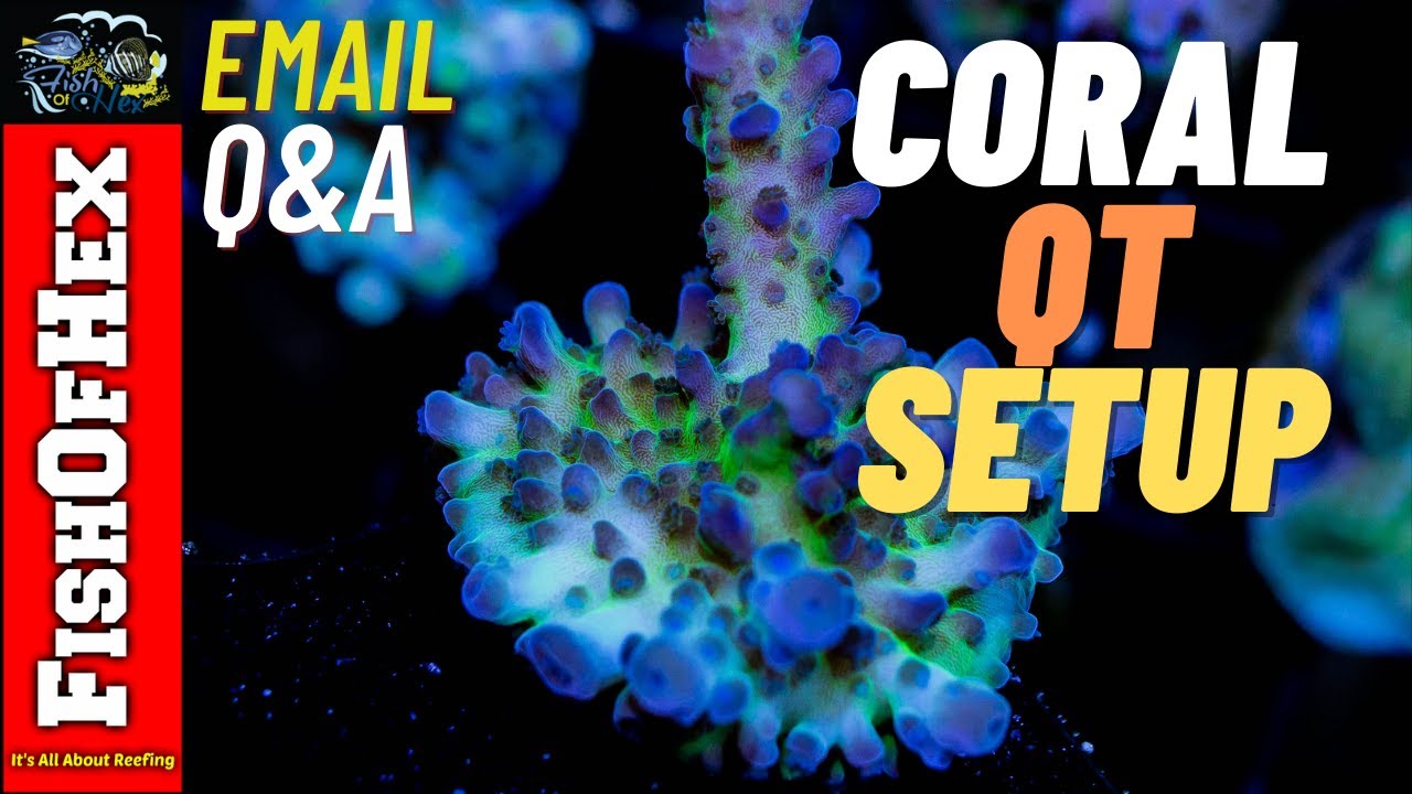 Can I Use Main Display Rock When Setting Up A Coral Quarantine Tank? |Subscriber Email Q & A