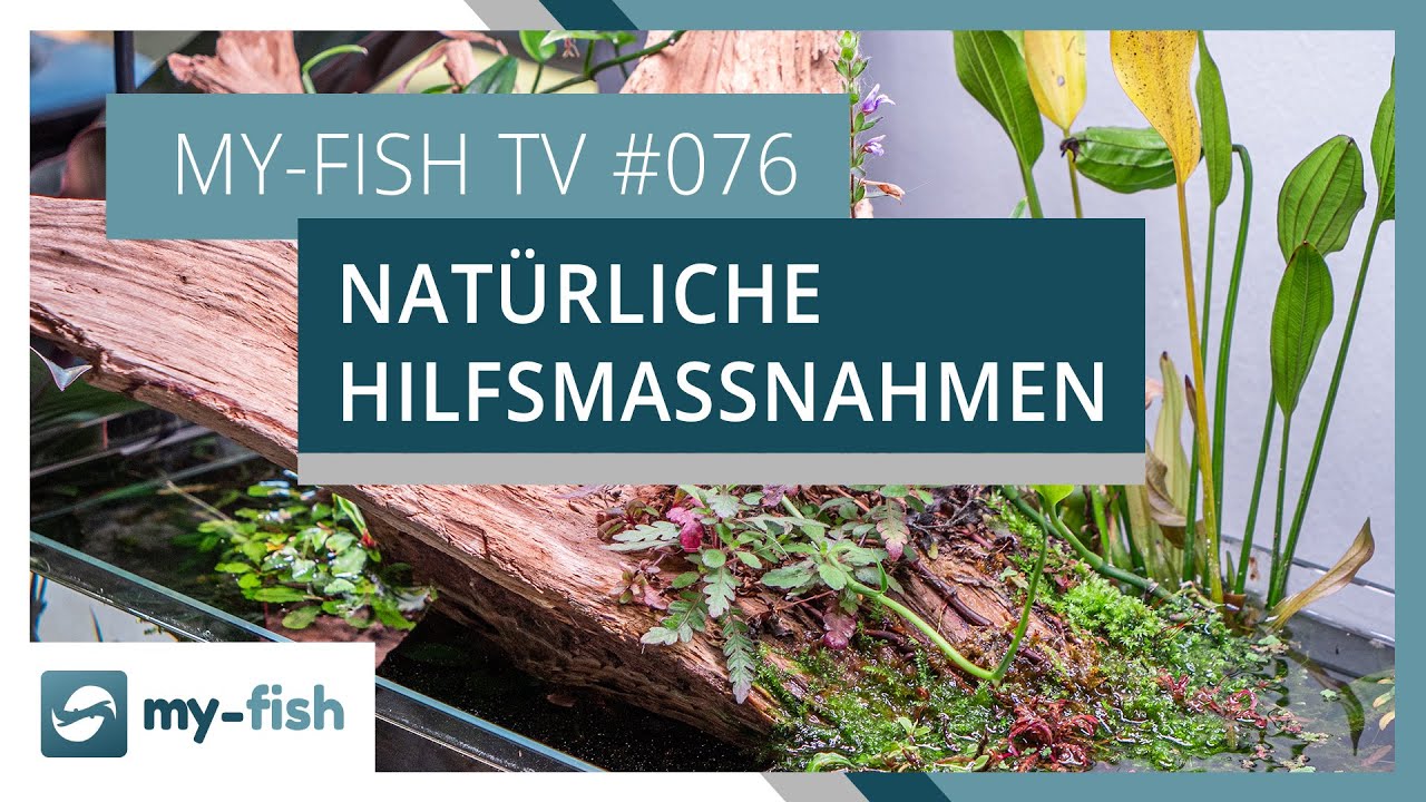 Nat&uuml;rliche Ma&szlig;nahmen gegen die meisten Probleme im Aquarium | my-fish TV #076
