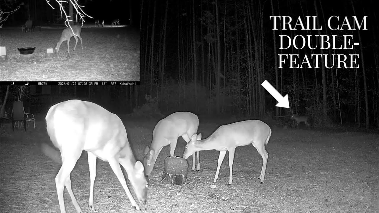 Acorn Buffet: Deer Approved #nature #deer