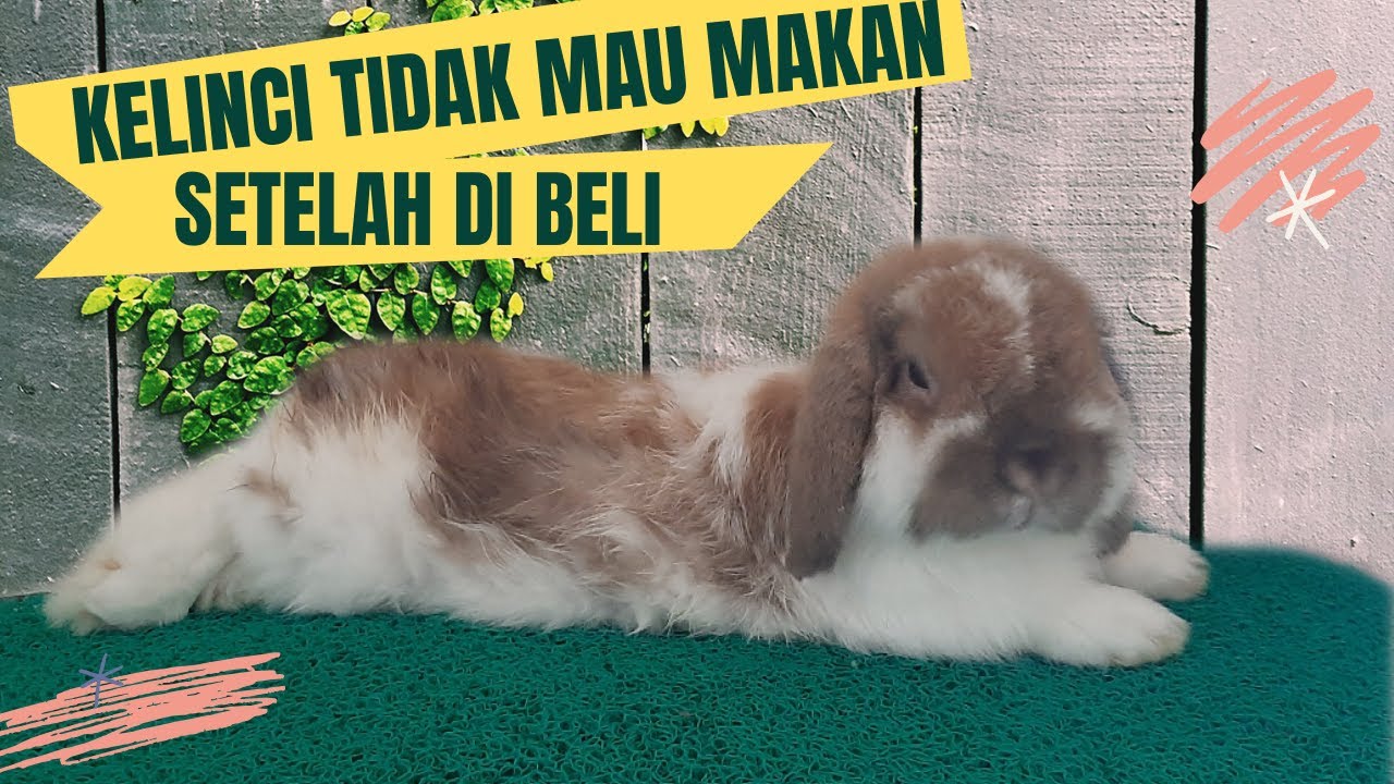 KELINCI TIDAK MAU MAKAN SETELAH DIBELI, INI PENJELASANNYA