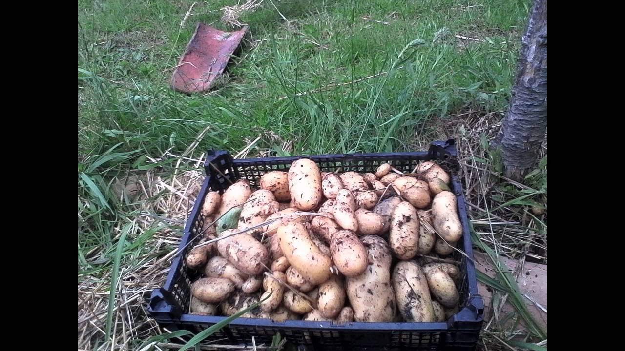 recolte pomme de terre sous paille