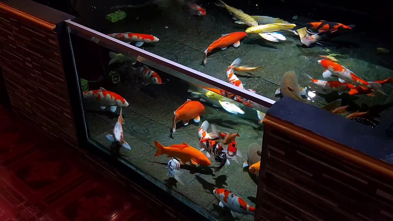 Kolam ikan koi miminalis, kolam ikan koi kaca, kolam ikan koi jernih