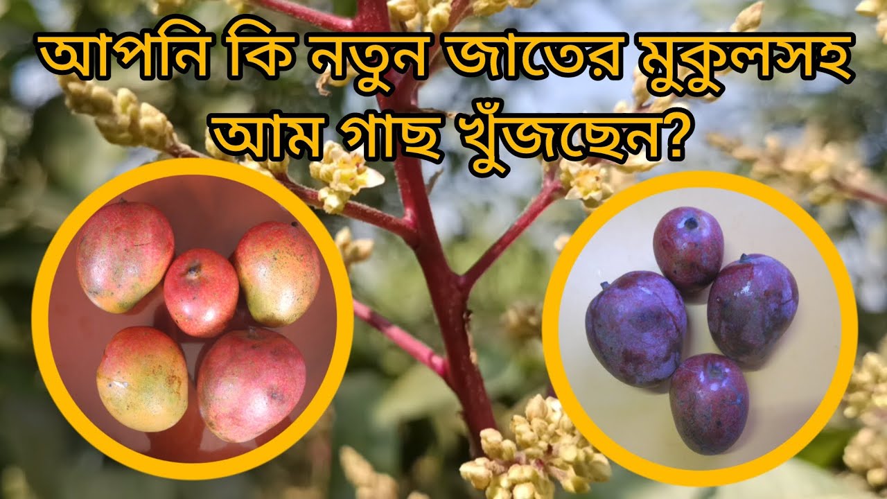 New mango varieties with panicle. 