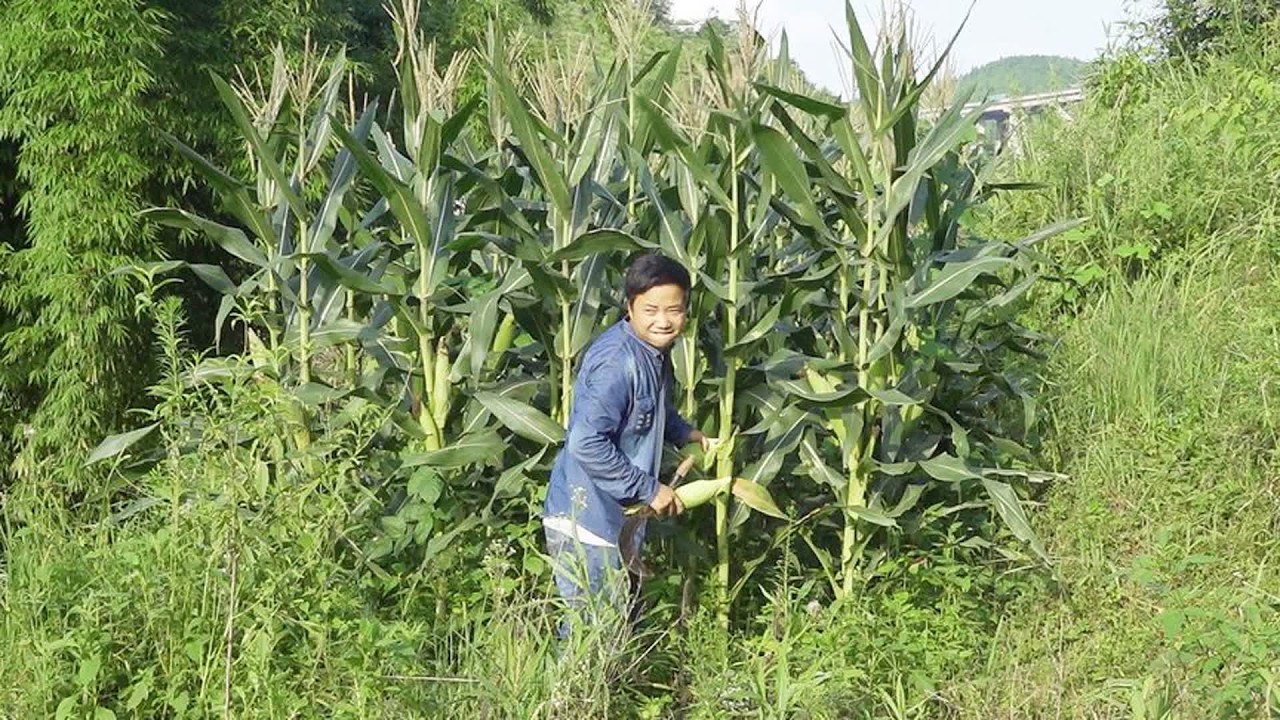 这种事情童年的时候经常干，小伙伴们你们有做过吗？