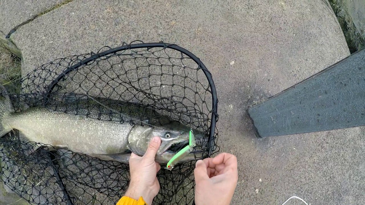 KING SALMON FROM THE PIER, Lake Ontario