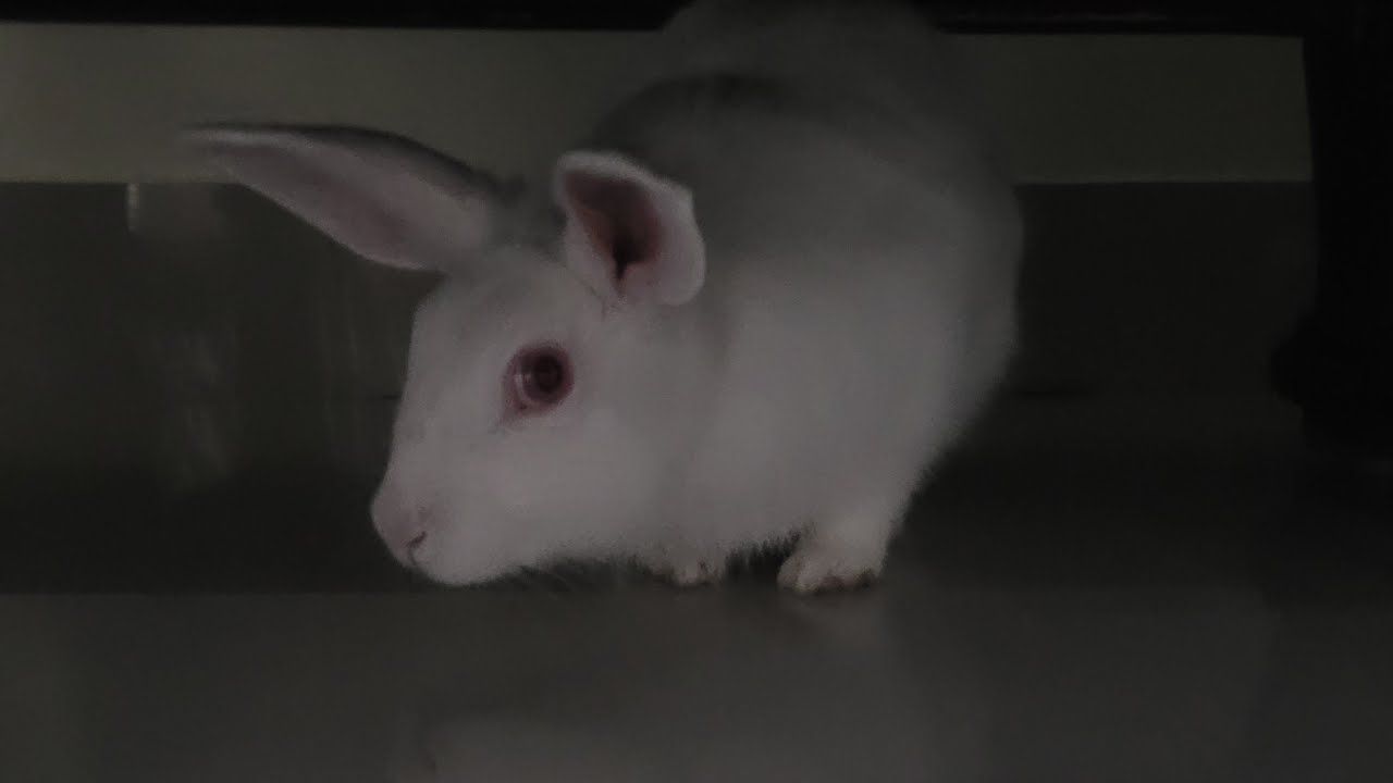 Live Rabbit Life, 😁