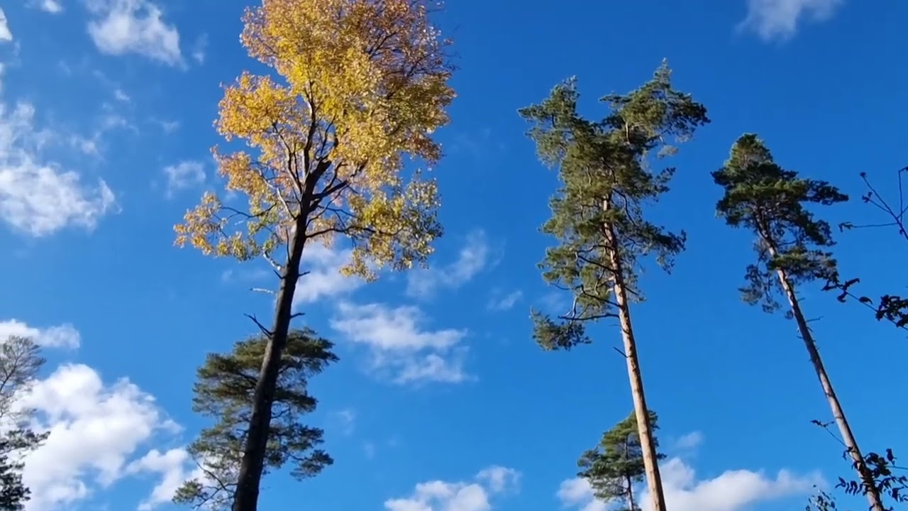 Lietuvos miškas