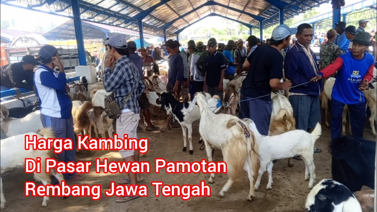 Harga Kambing Di Pasar Hewan Pamotan Rembang Jawa Tengah 