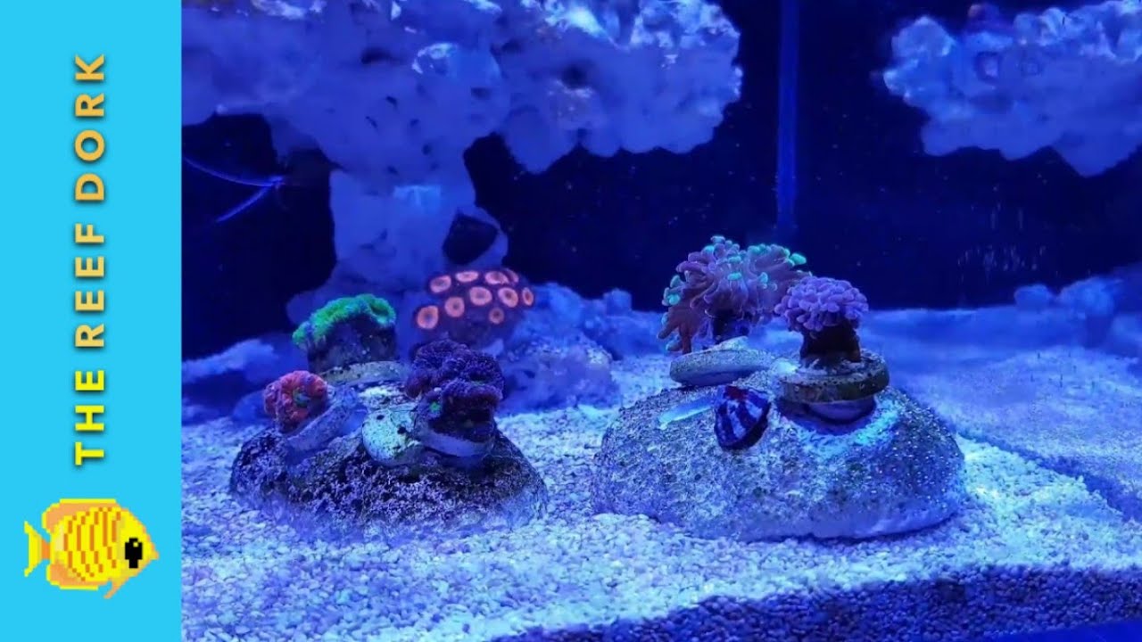 The Interim Tank Update #2 - Building up Livestock!