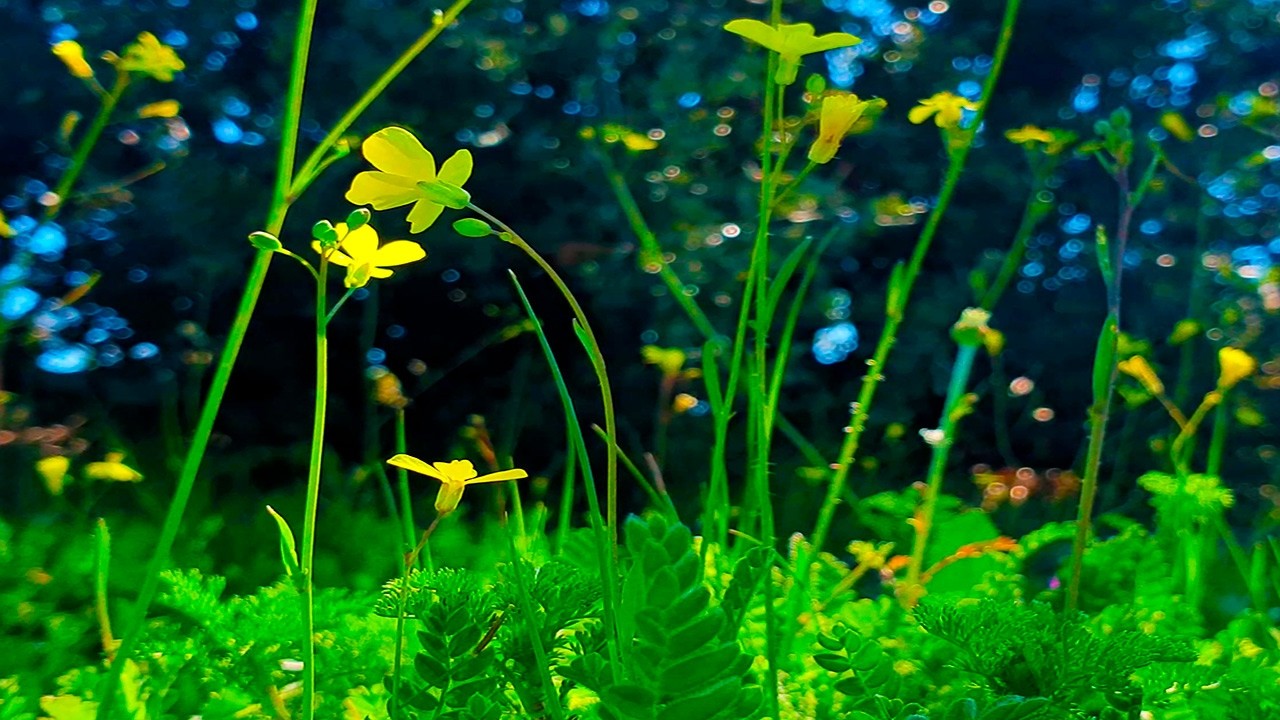 Fresh Morning 🌳Healing Frequency Forest Sound with Soft Birdsong🌳Relaxing Nature Ambience Meditation