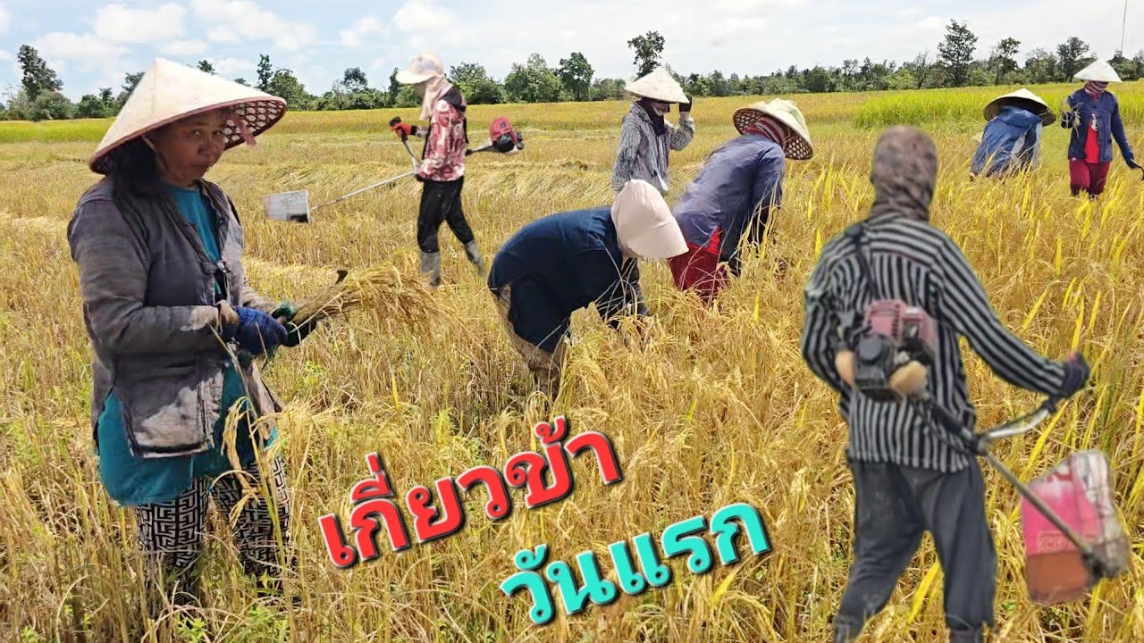 ทั้งตัดทั้งเกี่ยว.