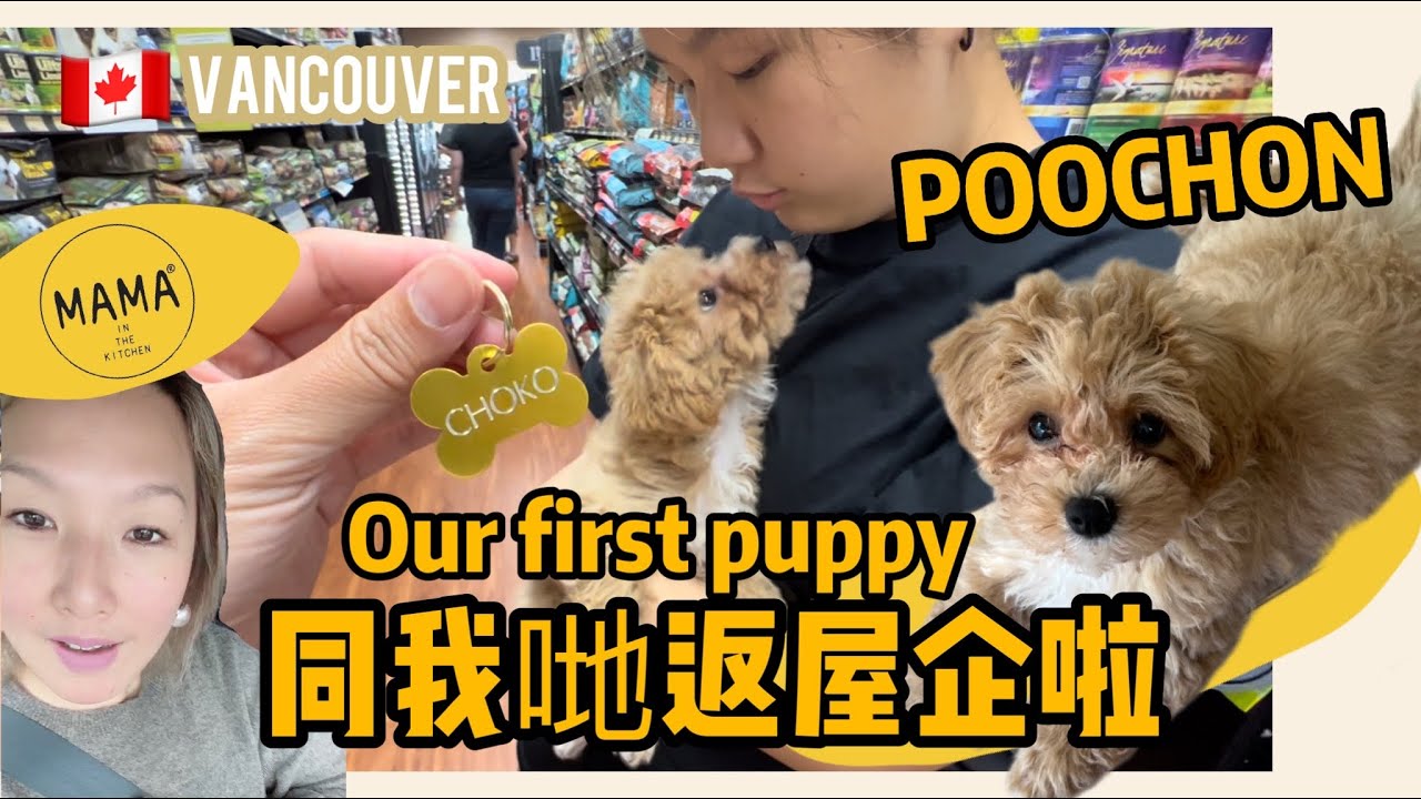 🇨🇦 🐶POOCHON Puppy一齊返屋企啦😍❤️ | PART TWO