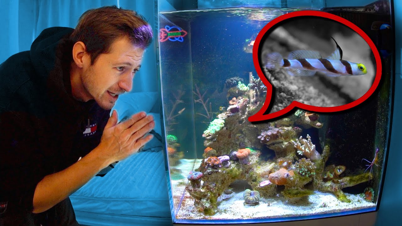 Der 1. FISCH im BOX Aquarium! 😍