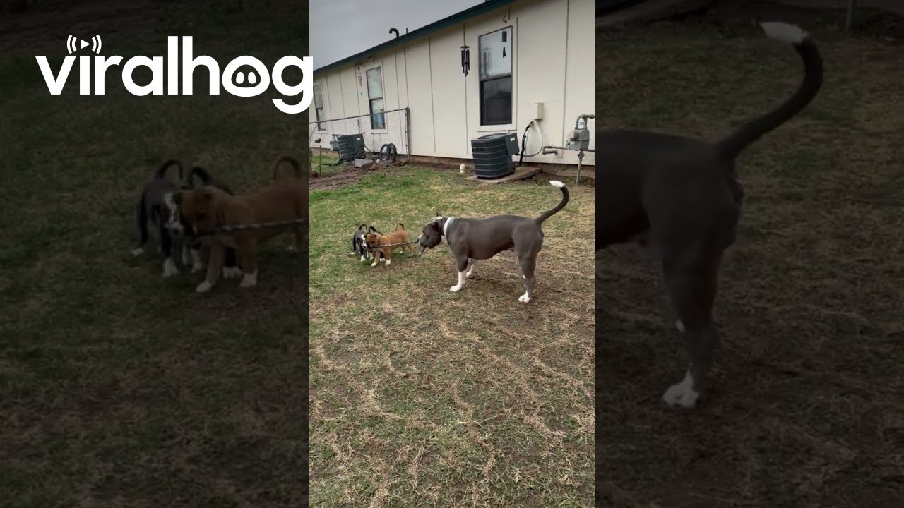 Dog Dad Teaching His Pups to Tug-O-War || ViralHog