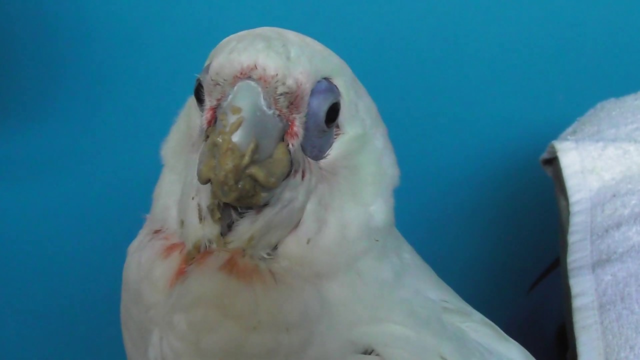 Baby Birds Aviary Update February 2019