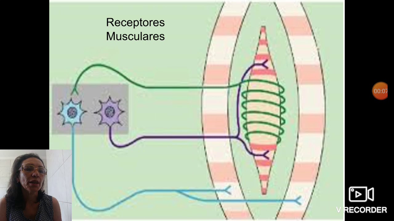 Receptores musculares- Sistema Alfa e Gama