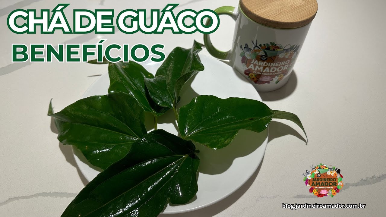 Chá de Guaco: Como Fazer e Para Que Serve