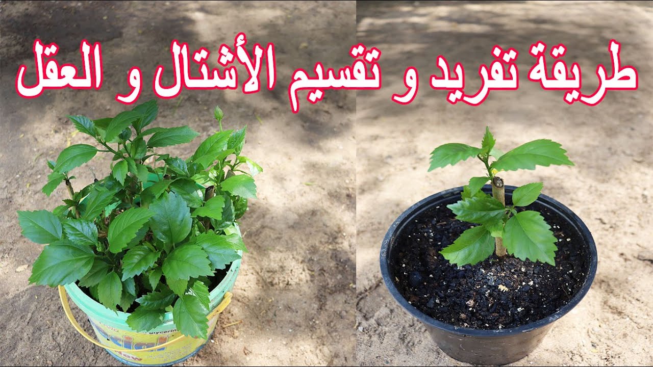الطريقة الصحيحة لتفريد و تقسيم الاشتال و العقل و العناية بها
