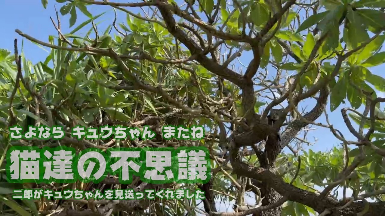 猫の不思議  二郎がキュウちゃんを見送ってくれました  さよならキュウちゃん またね  2026 03 07 2