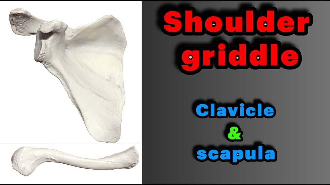 جلسه 5 | اناتومی استخوان های شانه(ترقوه+ کتف)- Anatomy of shoulder gridle (clavicle+scapula)
