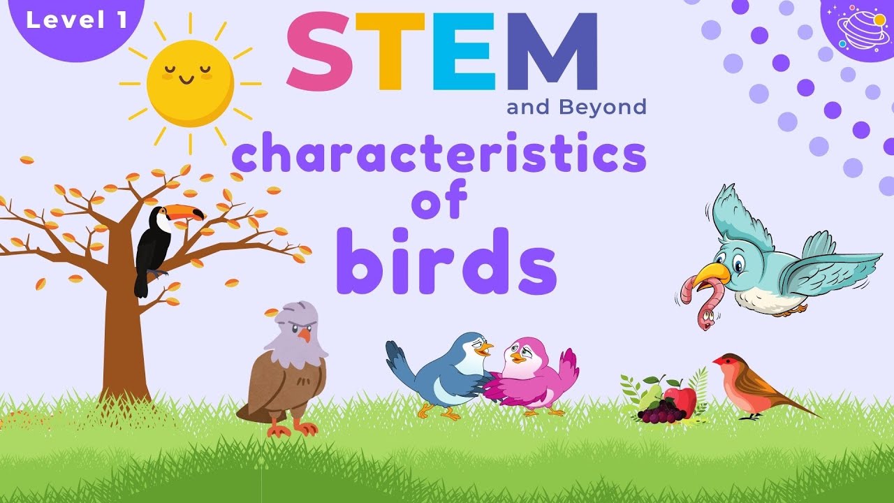 Characteristics Of Birds  | KS1 Year 1 Science | STEM Home Learning