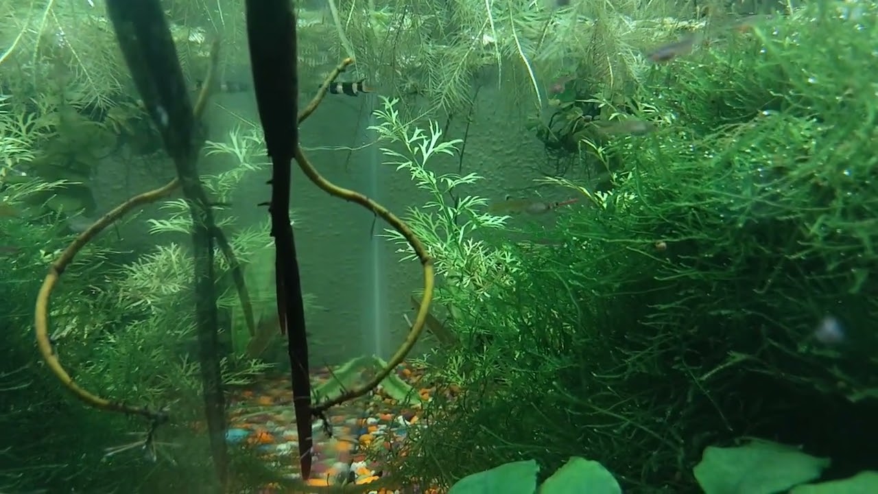 honey blue-eye mellis rainbow fish mature up nicely