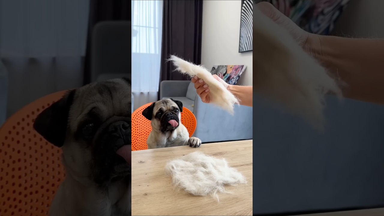 Pug DIY #petsrule #cutepuppy #likeandsubscribe