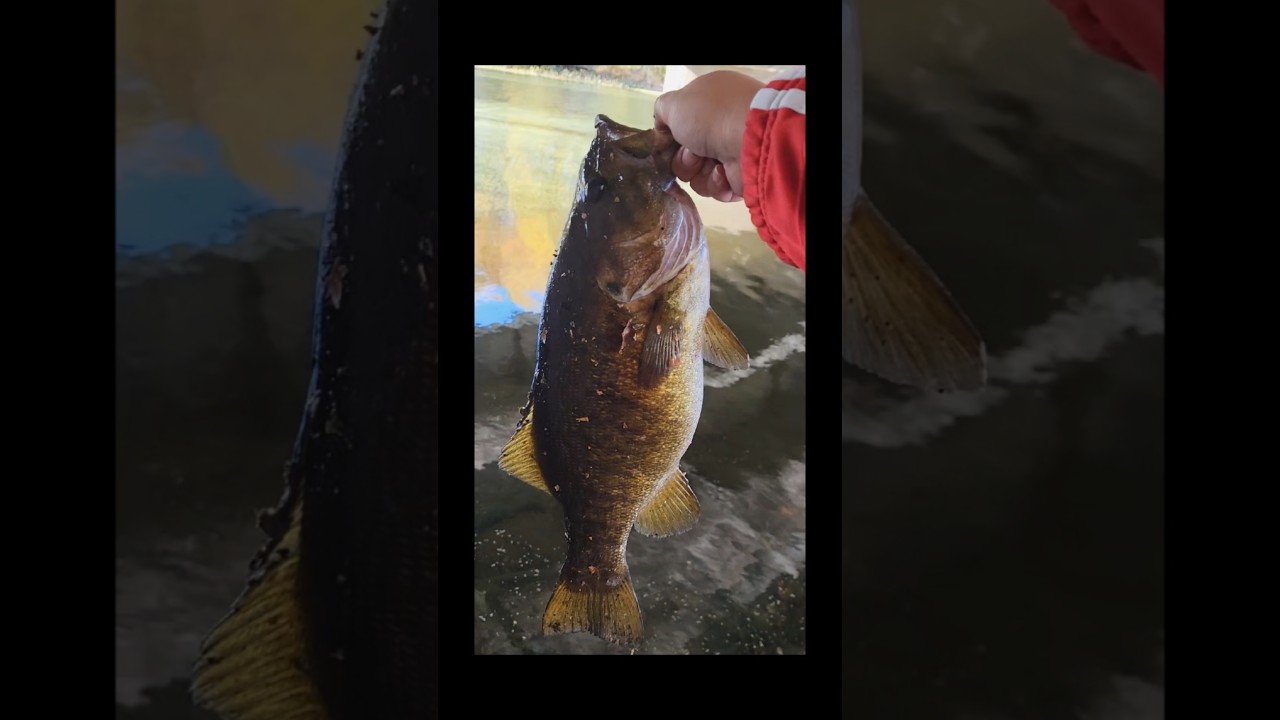 caught my PB small mouth in gananoque 4.3lbs 