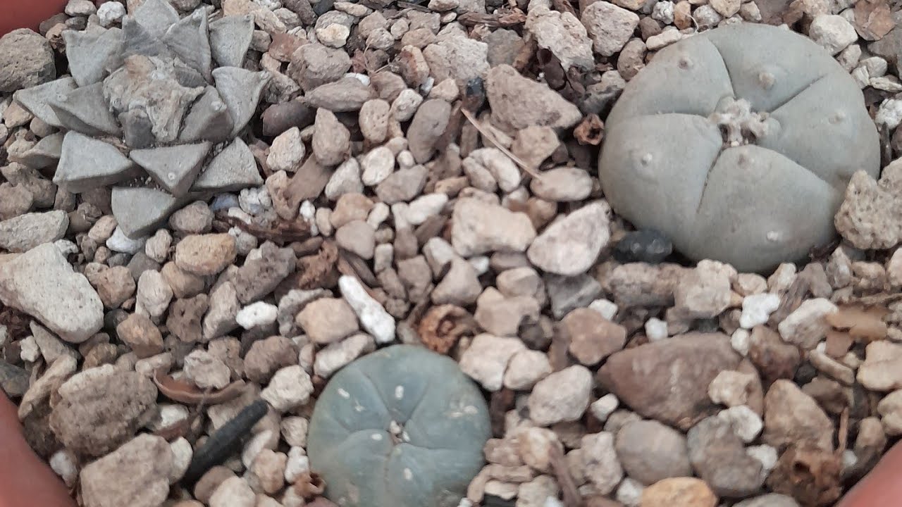 SUSTRATO Y TRASPLANTE DE LOPHOPHORA WILLIAMSI | Peyote
