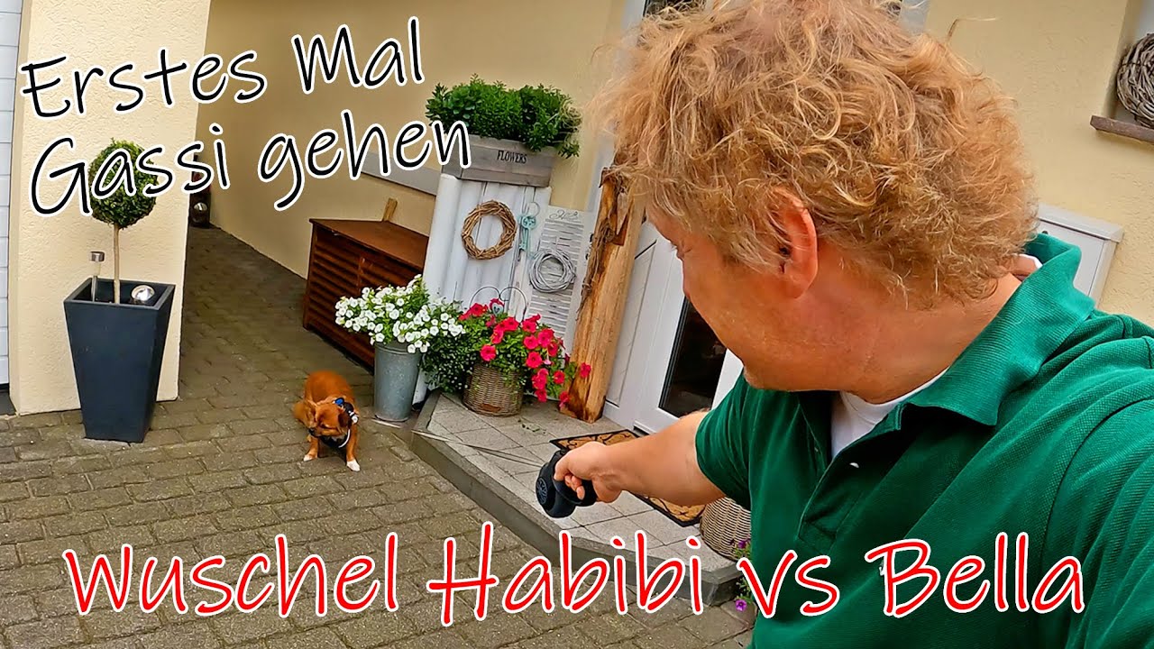 Erstes mal Gassi gehen - Wuschel Habibi VS Bella Addi Habibi Corona Vlog 4K