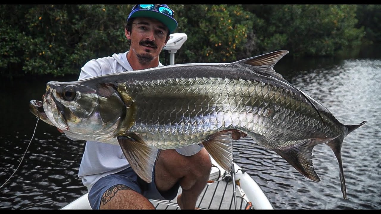 Tarpon in glades PT one