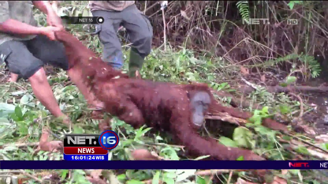 Dua Ekor Orangutan Dievakuasi dari Perkebunan Warga Palangkaraya - NET 16