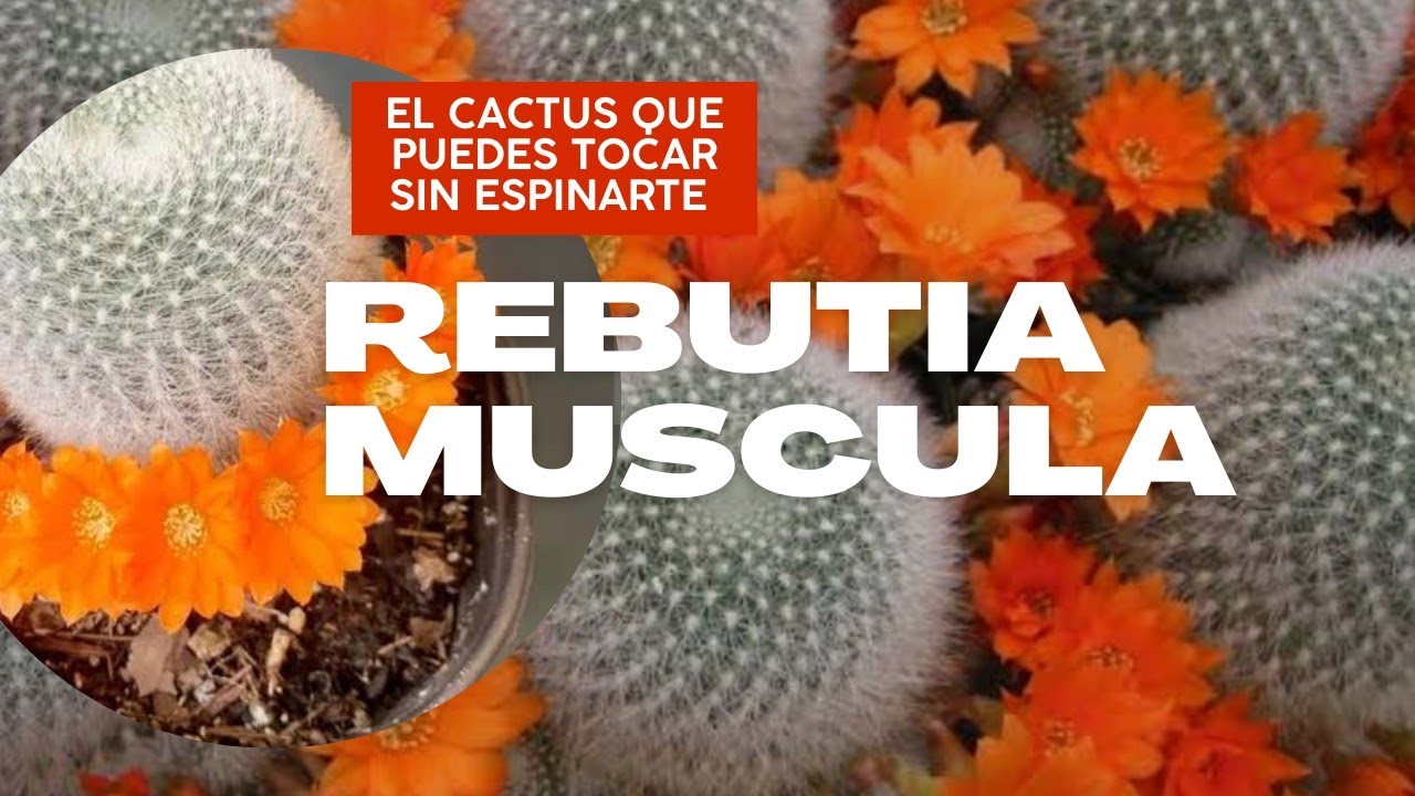 CACTUS SEGUROS . Rebutia Muscula .El Cactus con increíble FLORACION 🏵️que puedes tocar y acariciar