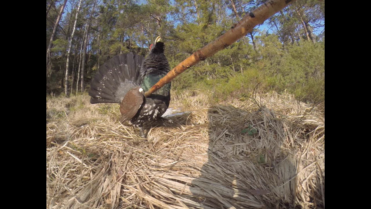 Dances with Capercaillies