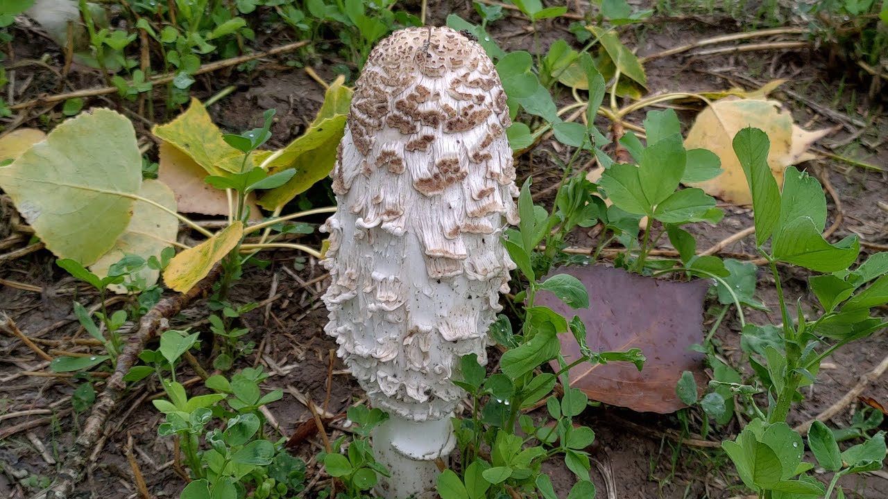 Coprinus comatus. Barbuda. Chipirón de monte. Identificación y curiosidades.