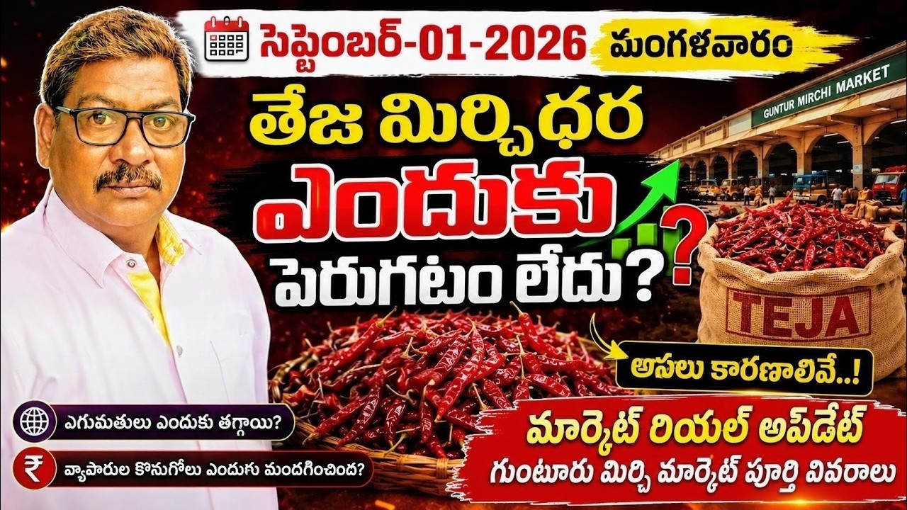 01-SEPTEMBER-2026 GUNTUR MARKET MIRCHI PRICE|గుంటూరు  మార్కెట్ మిర్చి ధరలు|అన్ని రకాల మిర్చి ధరలు