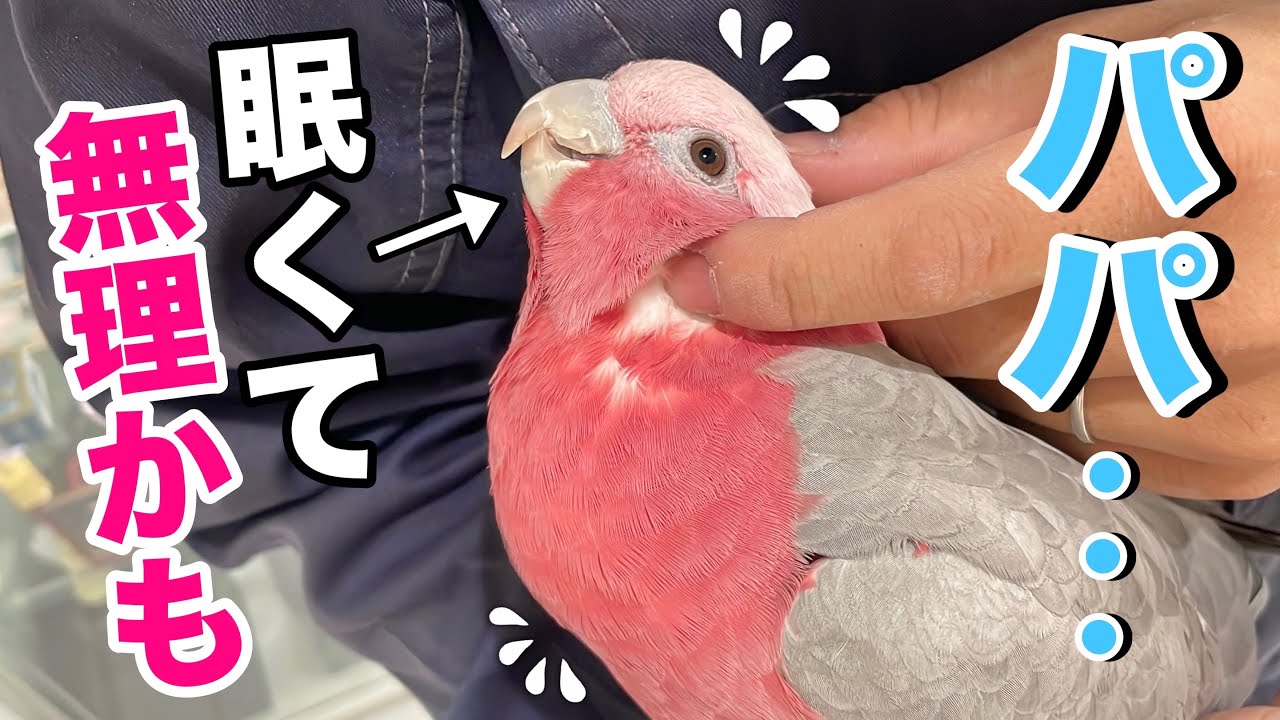 早起きしてパパを見送ったあと2度寝しちゃったオウムが可愛すぎましたw【モモイロインコ】