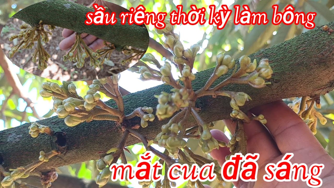 sầu riêng thời kỳ làm bông mắt cua đã sáng như này đã ổn 