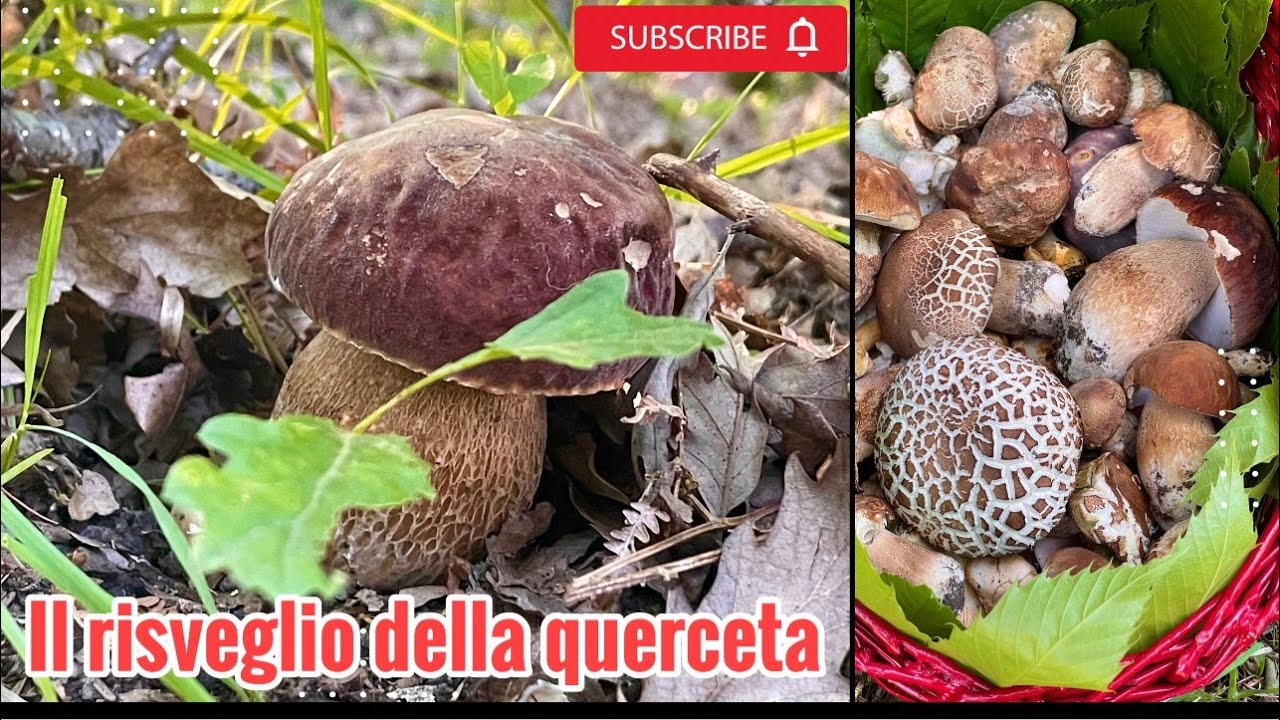 Пробуждение дубравы - грибы 2025