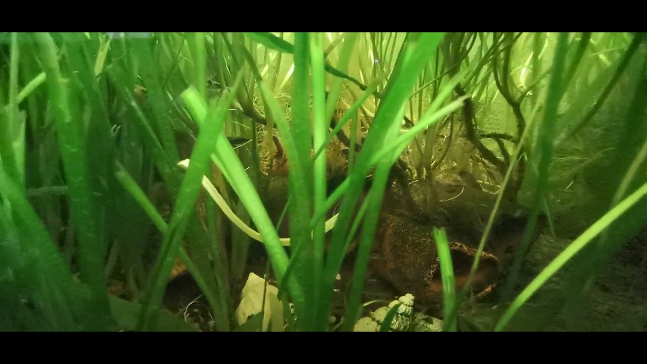 08.06.2025 - Update on my 350 Litre Aquarium DeepSoilTank - Babys Paradise Gourami