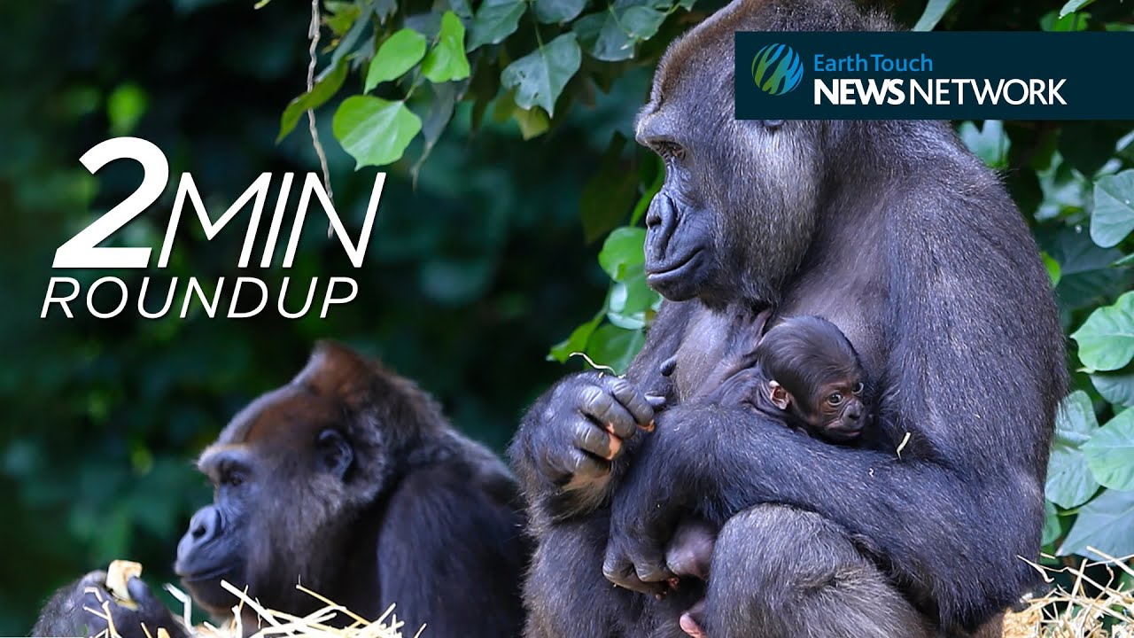 World record ray, a baby gorilla & Justin Bieber's monkey