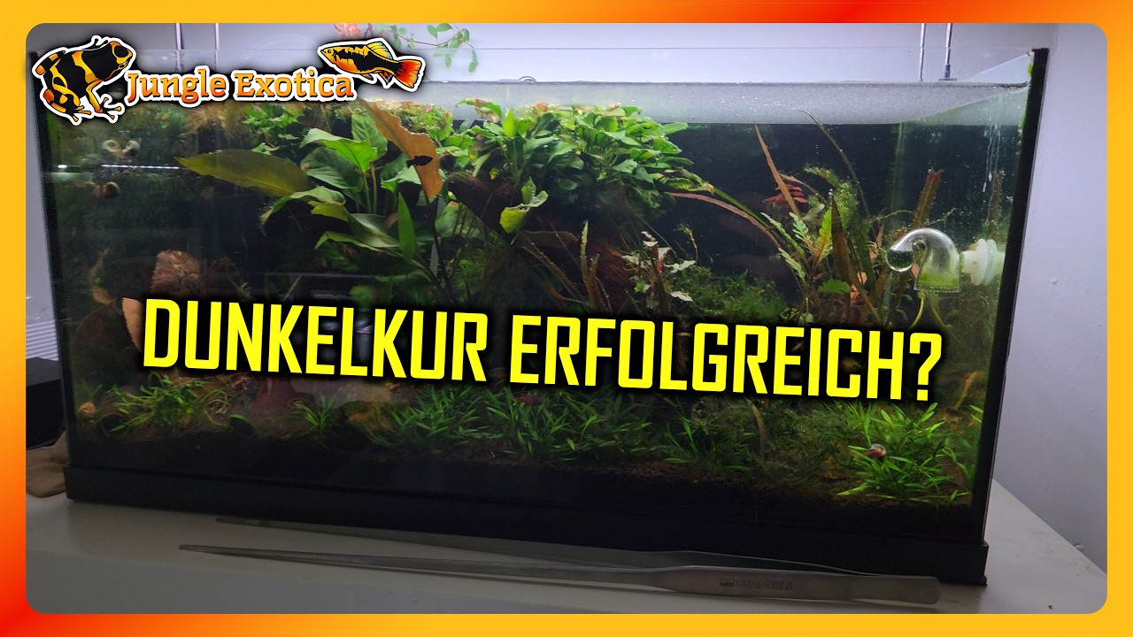 Dunkelkur erfolgreich? | Wochen-Update #84 | Jungle Exotica