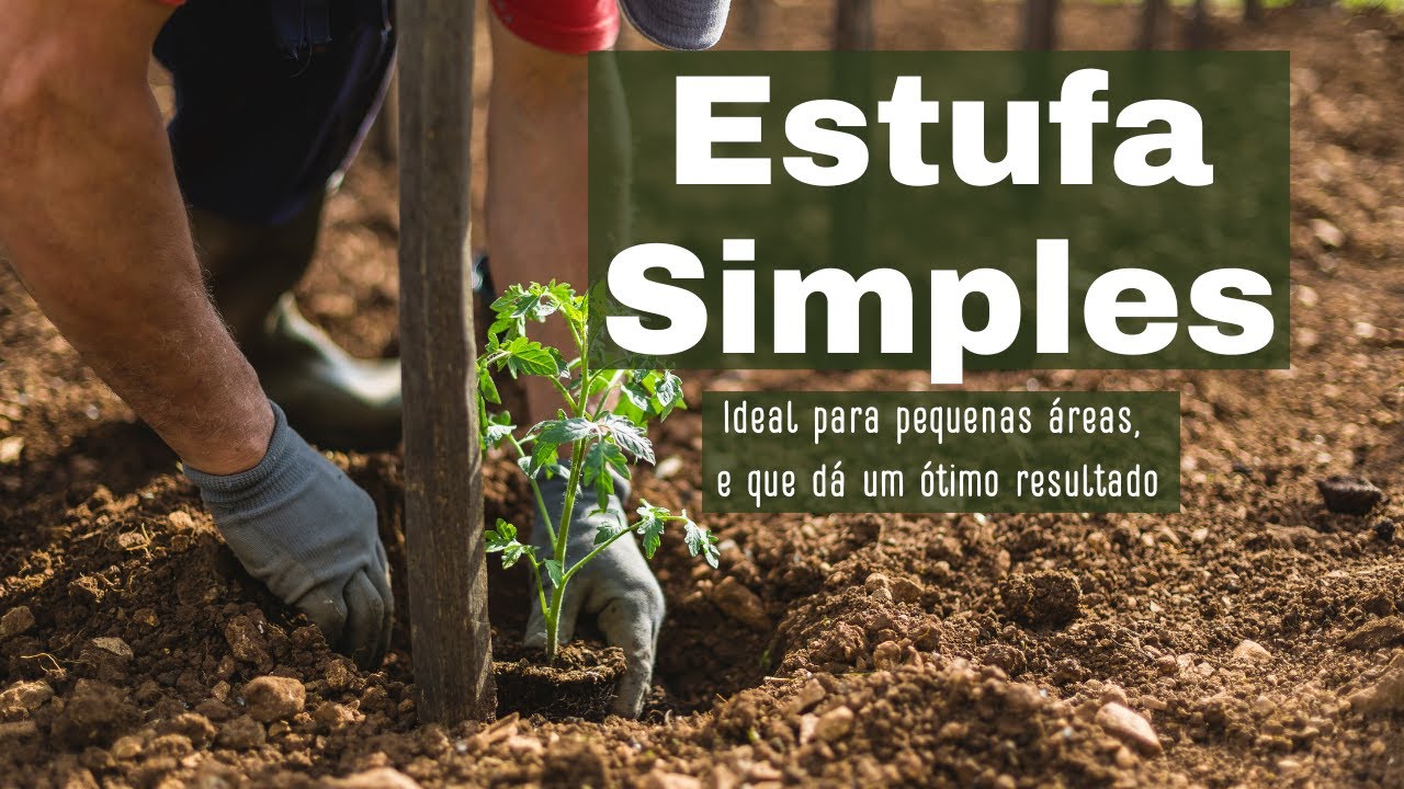 Produção de Tomate cereja - ótima opção para pequenas áreas, Estufa de baixo custo