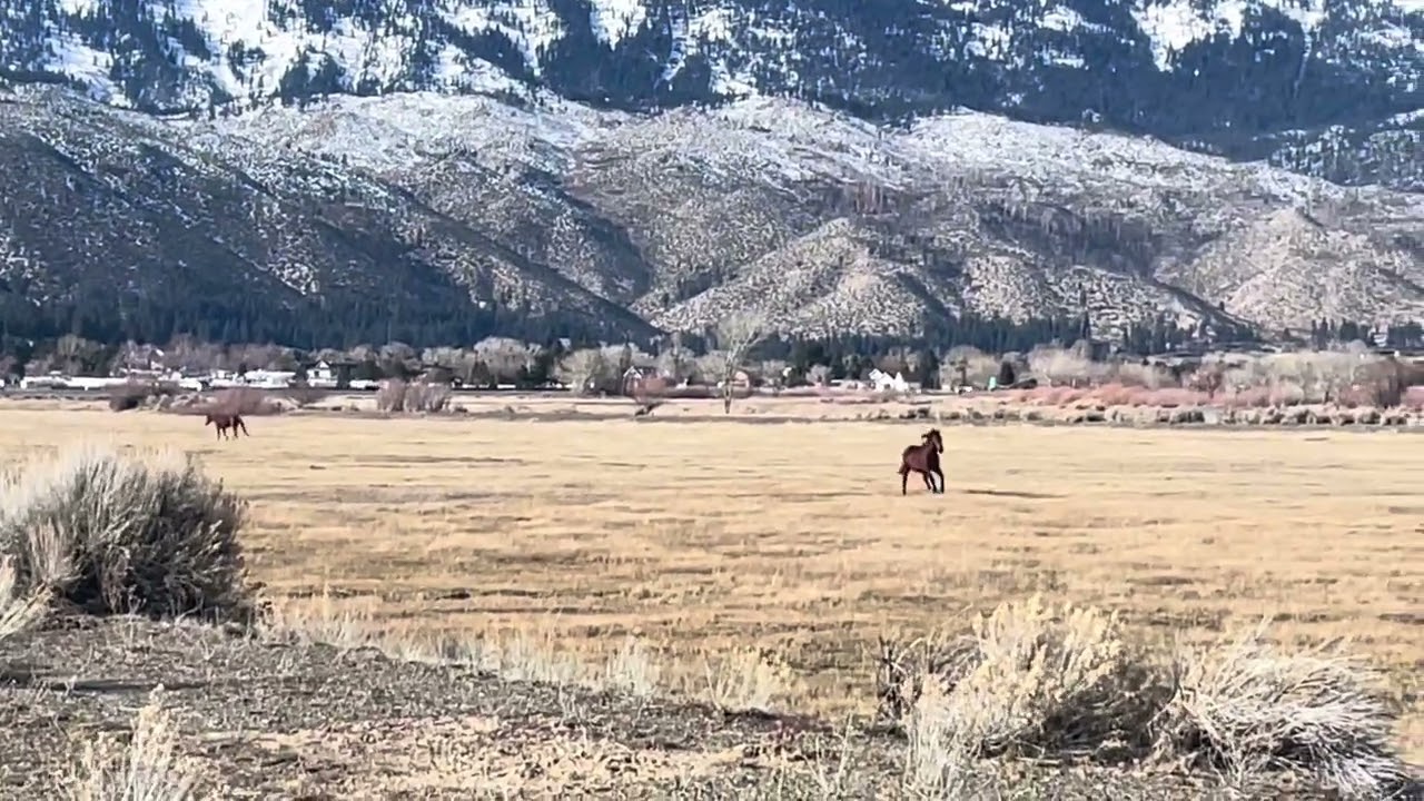 The 2nd Confrontation (WIND) #Animals #WildAnimals #Nature #Wildlife #Horse #Wild #Mustangs #cowgirl