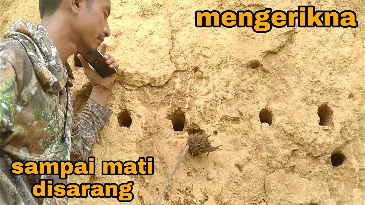 Ini yang terjadi_perjuangan anak burung di lobang sarang