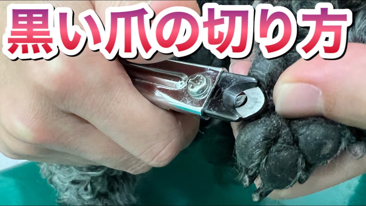 黒い爪の犬に深爪しないで爪切りする方法【獣医師解説・トリマー実演】